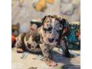 Mutt Puppy for sale in Graham, WA, USA