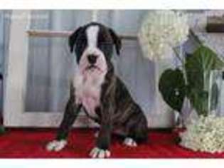 Boxer Puppy for sale in Berlin, OH, USA
