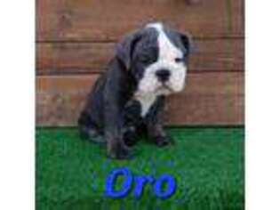 Bulldog Puppy for sale in Lorenzo, TX, USA