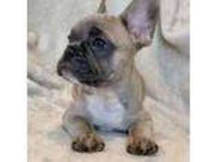 French Bulldog Puppy for sale in Burke, VA, USA