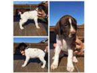 German Shorthaired Pointer Puppy for sale in Abilene, TX, USA