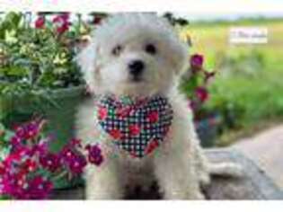 Bichon Frise Puppy for sale in South Bend, IN, USA