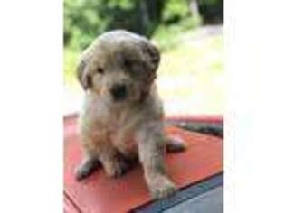 Golden Retriever Puppy for sale in Stuart, VA, USA