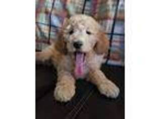 Goldendoodle Puppy for sale in Fox River Grove, IL, USA