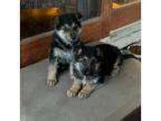 German Shepherd Dog Puppy for sale in Streamwood, IL, USA