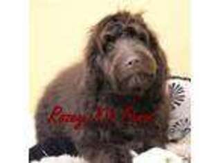 Labradoodle Puppy for sale in Allendale, MI, USA