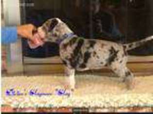 Great Dane Puppy for sale in Salinas, CA, USA