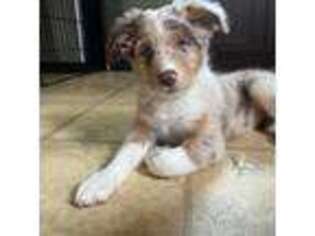 Australian Shepherd Puppy for sale in Middletown, CT, USA