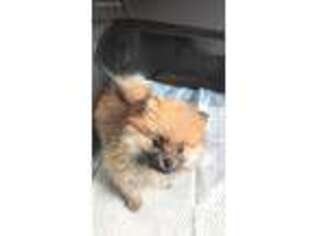 Pomeranian Puppy for sale in Lubbock, TX, USA
