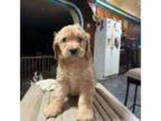 Goldendoodle Puppy for sale in Barker, NY, USA