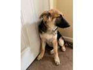 German Shepherd Dog Puppy for sale in Harrisburg, PA, USA