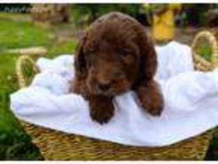 Goldendoodle Puppy for sale in Oakboro, NC, USA