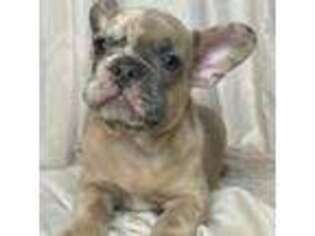 French Bulldog Puppy for sale in Davenport, FL, USA