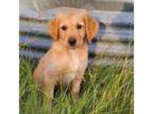 Golden Retriever Puppy for sale in Holyoke, CO, USA