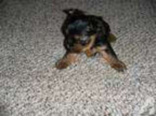 Yorkshire Terrier Puppy for sale in ORLEANS, MI, USA