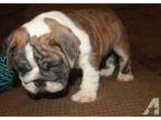 Bulldog Puppy for sale in PORTALES, NM, USA