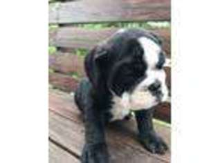 Bulldog Puppy for sale in Milford, MA, USA