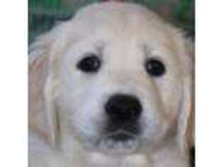 Mutt Puppy for sale in New Canton, VA, USA
