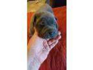 Mutt Puppy for sale in New Eagle, PA, USA