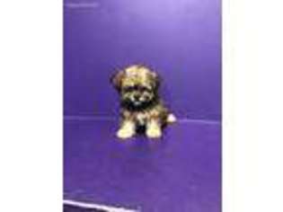 Shorkie Tzu Puppy for sale in Republic, MO, USA