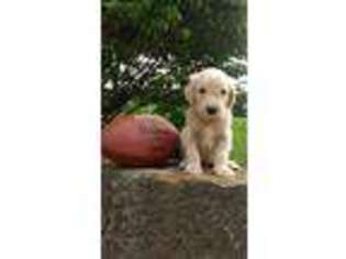 Goldendoodle Puppy for sale in East Rochester, OH, USA