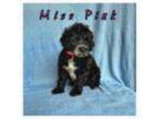 Portuguese Water Dog Puppy for sale in Rigby, ID, USA