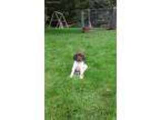 German Shorthaired Pointer Puppy for sale in Whitesville, NY, USA