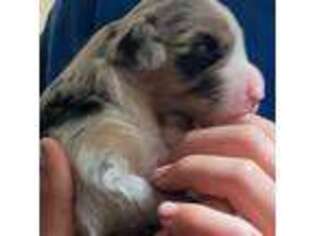Australian Shepherd Puppy for sale in Chiefland, FL, USA