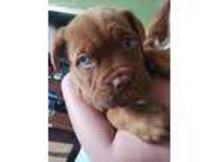 American Bull Dogue De Bordeaux Puppy for sale in Erie, PA, USA