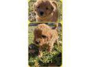 Goldendoodle Puppy for sale in Campbell, TX, USA