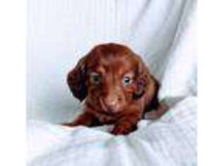 Dachshund Puppy for sale in Kimberly, ID, USA