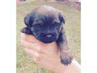 Border Terrier Puppy for sale in Auburn, ME, USA
