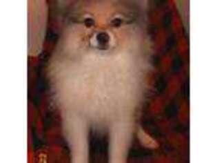 Pomeranian Puppy for sale in Greensburg, PA, USA