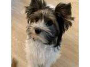 Biewer Terrier Puppy for sale in Saugatuck, MI, USA