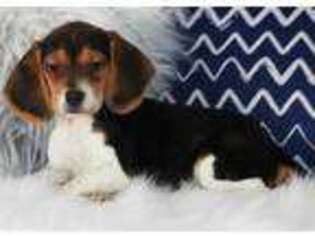 Beagle Puppy for sale in Oakton, VA, USA