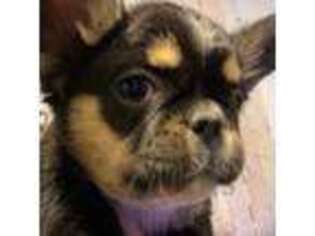 French Bulldog Puppy for sale in Austin, TX, USA