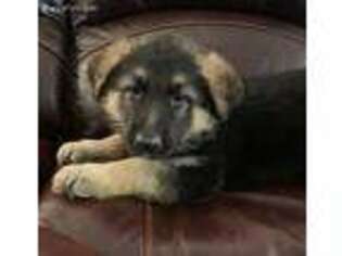 German Shepherd Dog Puppy for sale in Imlay City, MI, USA