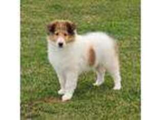 Collie Puppy for sale in Turbotville, PA, USA