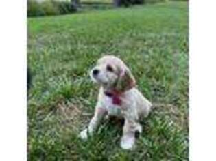 Cocker Spaniel Puppy for sale in Annapolis, MD, USA
