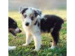 Australian Shepherd Puppy for sale in Thayer, MO, USA