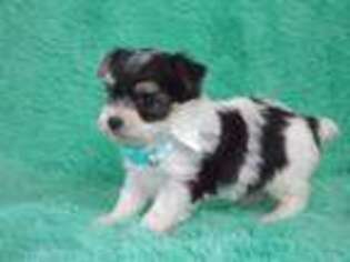 Mutt Puppy for sale in Brashear, TX, USA