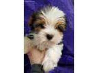 Yorkshire Terrier Puppy for sale in Scotland, GA, USA