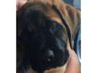 Mastiff Puppy for sale in Lexington, KY, USA
