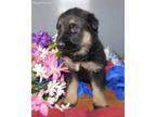 Mutt Puppy for sale in Monroe, IN, USA