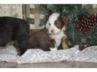 Miniature Australian Shepherd Puppy for sale in Garden City, MO, USA