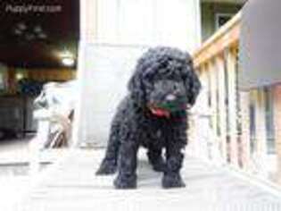 Mutt Puppy for sale in Saranac, NY, USA