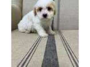 Shih-Poo Puppy for sale in Shirley, NY, USA