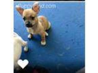 Chihuahua Puppy for sale in Southport, NC, USA