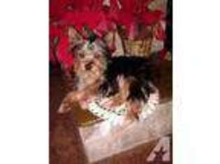 Yorkshire Terrier Puppy for sale in York, PA, USA