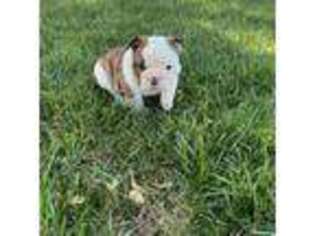 Bulldog Puppy for sale in Lakin, KS, USA